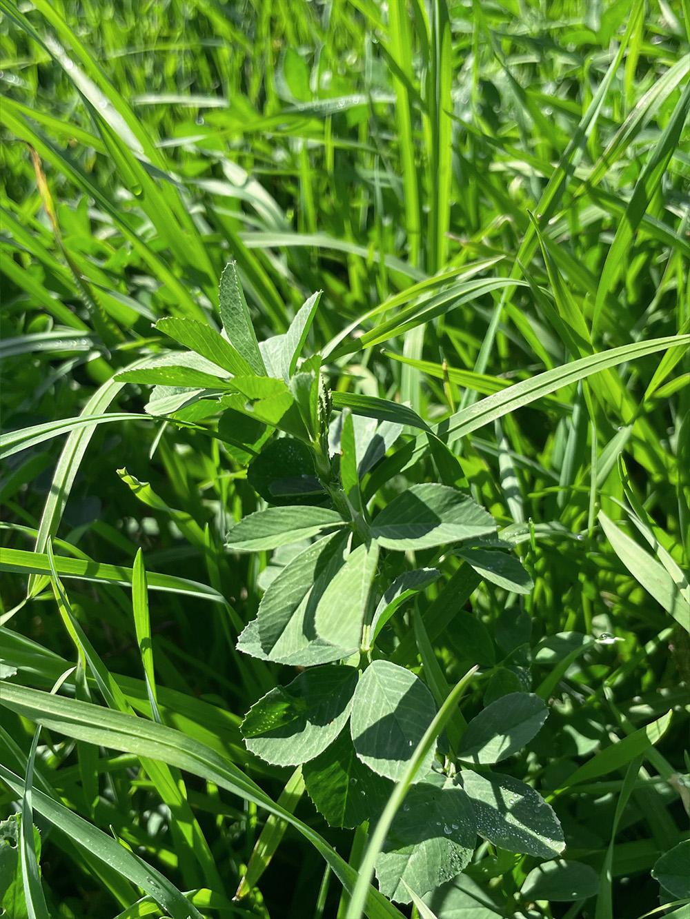 145 XL Alfalfa Mix
